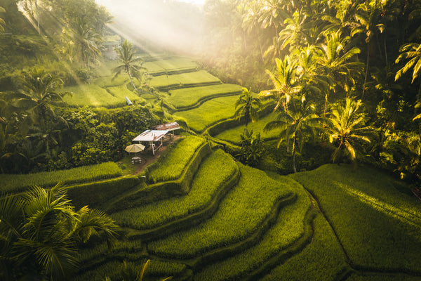 Ubud Bali rismarker jungel utsikt kulturens hjerte norske reisende 2026