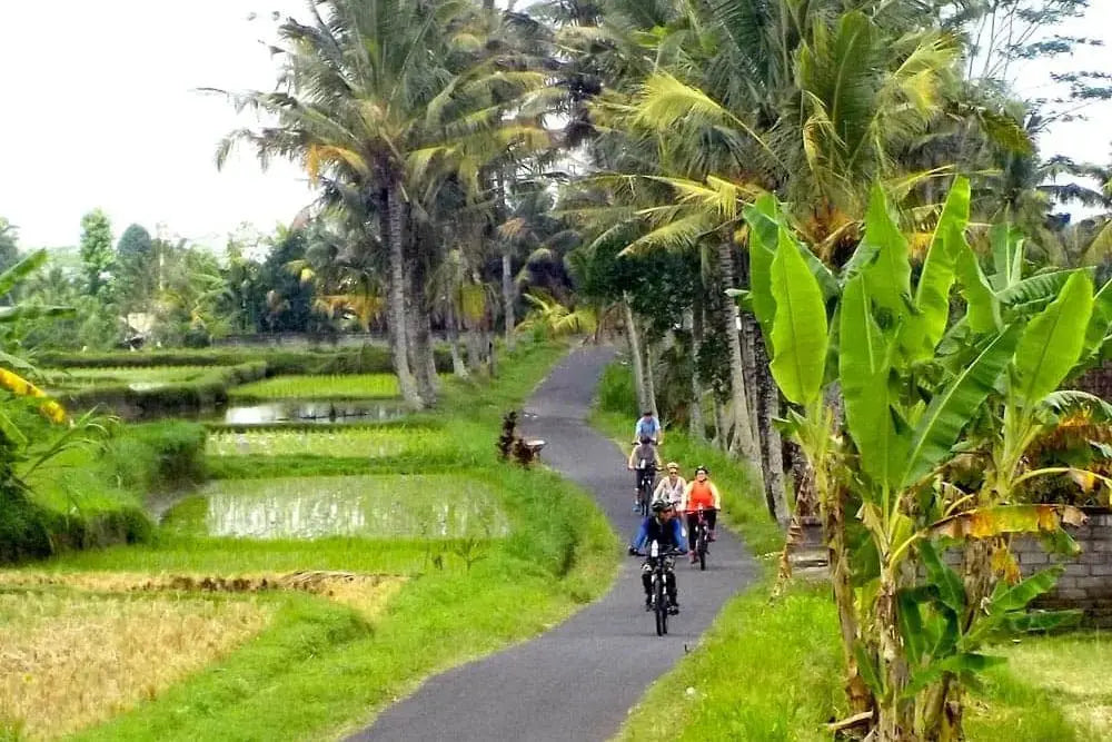Sykkeltur ved rismarkene i Ubud
