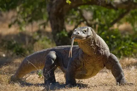 Komodovaran på Komodo Islands