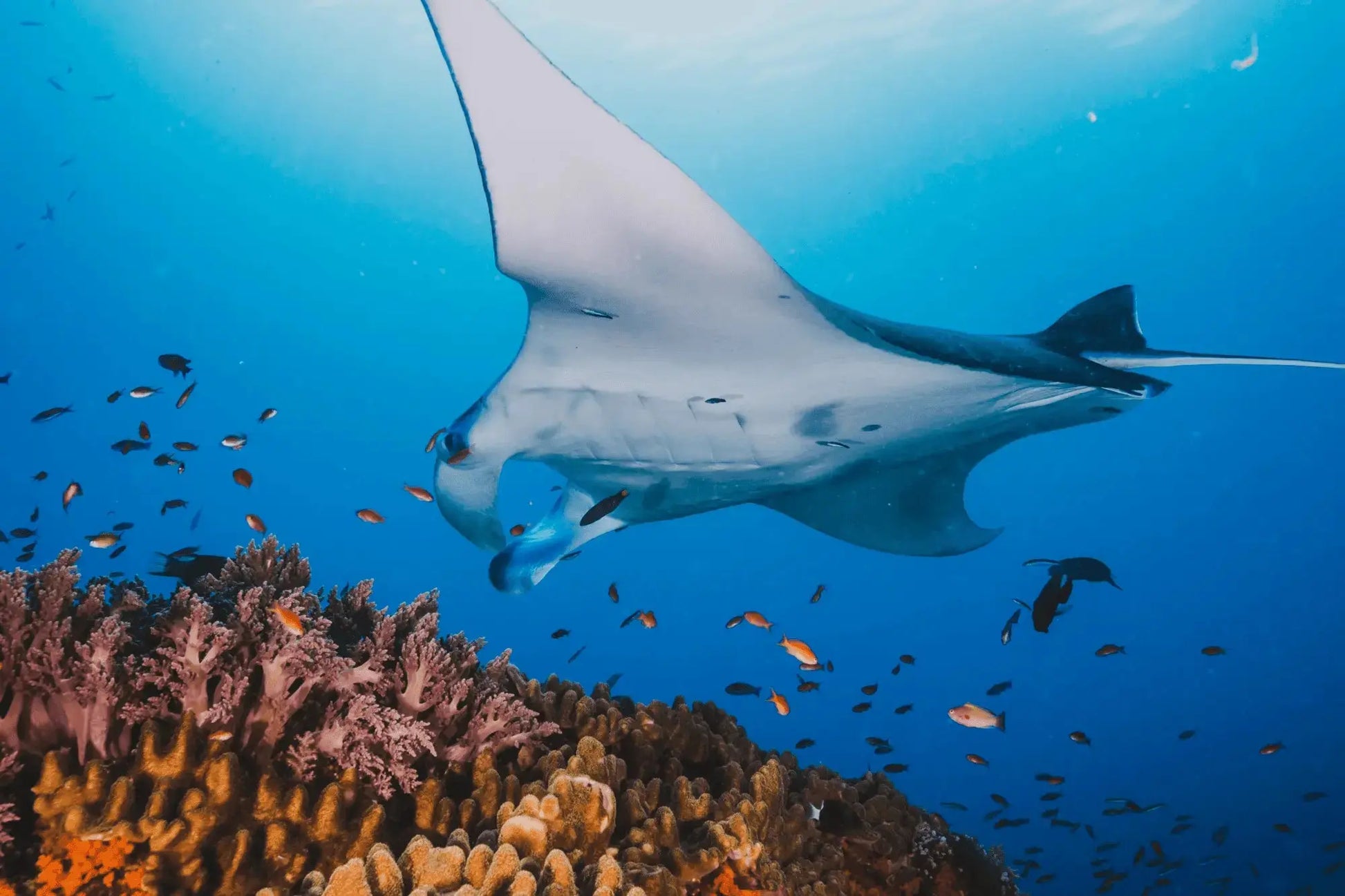 Manta Rays ved Manta Point